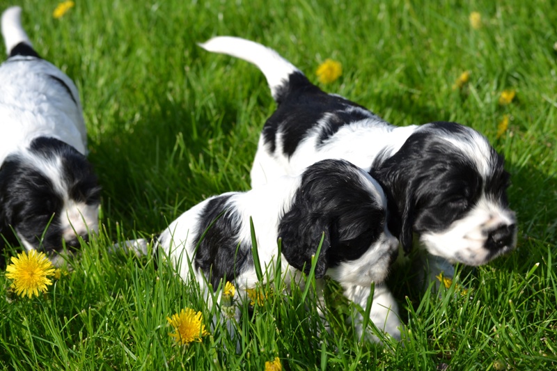 Vrh H a CH 07-Habi. Chessy, Hart.JPG